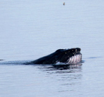 Walvis in nood gespot bij Petten