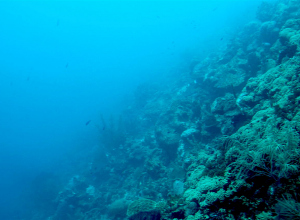 BAM vernielt koraal bij bouw megapier Curacao