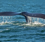 Grote walvisachtige voor de kust van Zandvoort