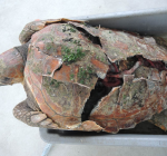 Mosselkweker vangt tropische dikkopschildpad in Oosterschelde