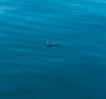 Mola Mola gespot in de Noordzee