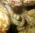 Octopus gespot in de Oosterschelde