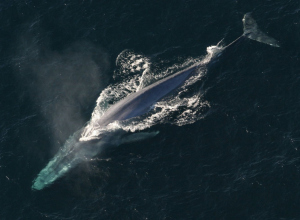 Blue whale spotted in Red Sea. First time!