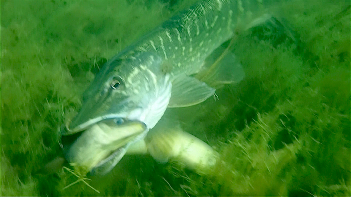 Epic fight between pike and eel. How does it end?