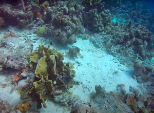 Curaçao krijgt onderwaterstation voor wetenschappelijk onderzoek
