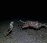 Seahorse meets cuttlefish