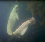 Enorme witte meerval geflimd in duikplaats Jägerweiher