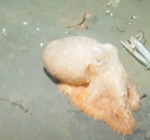 Zeldzame octopus aangespoeld bij Egmond aan Zee