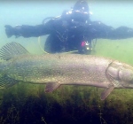 Wat is de grootste snoek die je ooit zag? Dit gigantische beest leeft in de Beldert