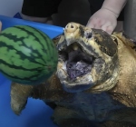 Schildpad gespot tijdens het duiken? Pas op voor de bijtschildpad!