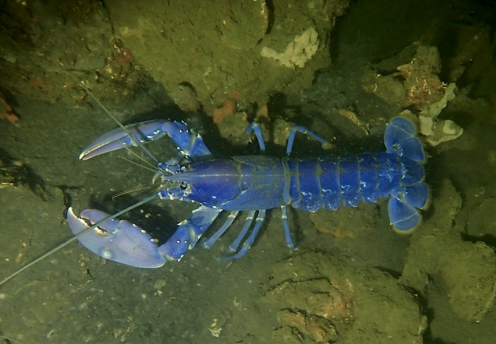 Duikers spotten de blauwste kreeft die je ooit zag!