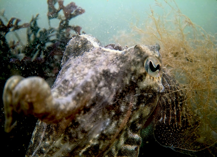 Heel soms is er die sepia of zeehond die zich anders gedraagt!