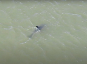 Er is een dolfijn het Noordzeekanaal in gezwommen. Zorgen om veiligheid vanwege de sluizen!