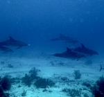 Je gaat duiken op Bonaire en komt tegen... een school dolfijnen!