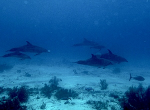 Je gaat duiken op Bonaire en komt tegen... een school dolfijnen!