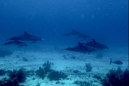 Je gaat duiken op Bonaire en komt tegen... een school dolfijnen!