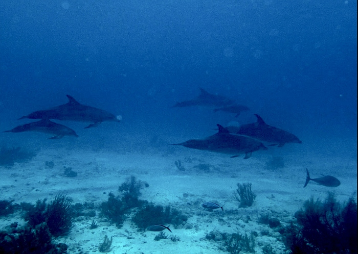 Je gaat duiken op Bonaire en komt tegen... een school dolfijnen!