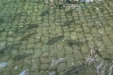 Forellen uitgezet in duikplaats Kreidesee Hemmoor