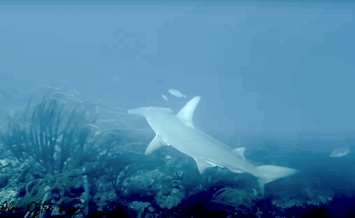 Grote hamerhaai gefilmd op Bonaire!