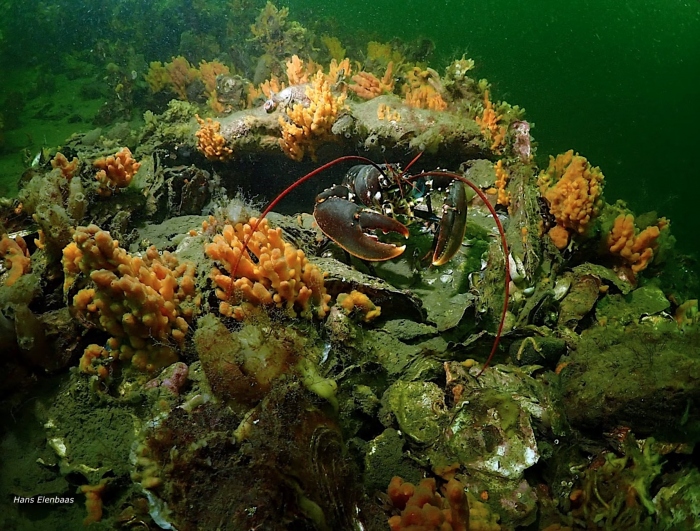 Oosterscheldekreeft blijkt unieke, geïsoleerde populatie