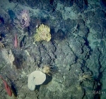 Er is een nieuw kilometerslang koraalrif ontdekt op Curacao. En het is het topje van de ijsberg!