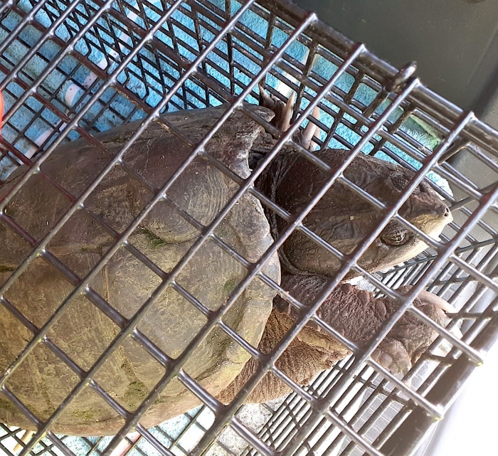 Opnieuw een bijtschildpad aangetroffen. Schildpaddenopvang waarschuwt!