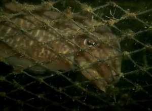 Kreeftenvisser reageert op fuiken vol met sepia's