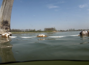 Negatief zwemadvies Speelvijver vlakbij duikstek Toolenburgerplas Noord