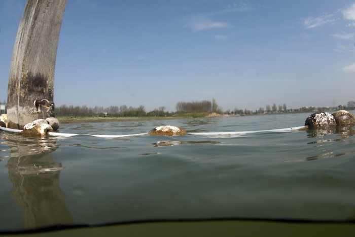 Negatief zwemadvies Speelvijver vlakbij duikstek Toolenburgerplas Noord