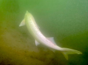 Witte steur Bronsbergenmeer gespot. "Zwom minutenlang met ons mee!"