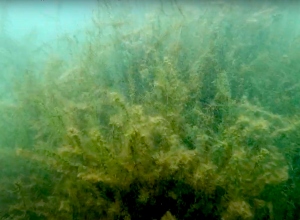 De plantengrotten van Nijstad Kleine Plas