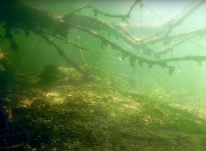 Deze schitterende habitat in de Nionplas bestaat niet meer.