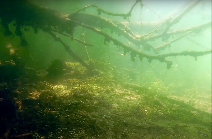 Deze schitterende habitat in de Nionplas bestaat niet meer.