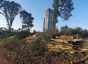 Bomen gekapt oostkant Nionplas. Start herinrichting vergt prachtige habitat!