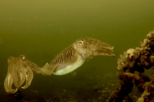 Sepia-explosie in de Oosterschelde