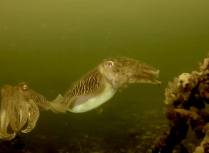 Sepia-explosie in de Oosterschelde