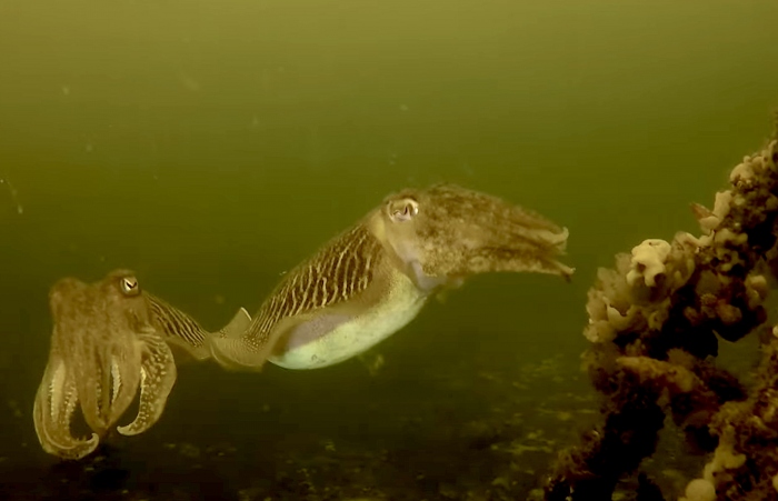 Sepia-explosie in de Oosterschelde