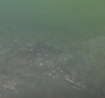 Stekelrog waargenomen bij duikstek Groene Boei