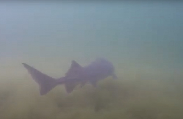 Steur gespot in Strandgaper Zevenhuizerplas