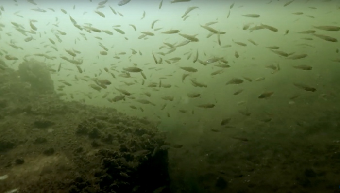 De voorraadkamer van de snoek in de Blijkpolderplas