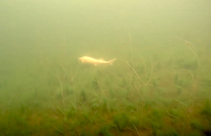 Bronsbergenmeer Noord. Eerst een gewone en daarna de witte steur!