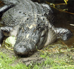 Als een krokodil een sidderaal bijt...