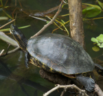 Waterschildpad kwijnt langzaam weg in onze wateren